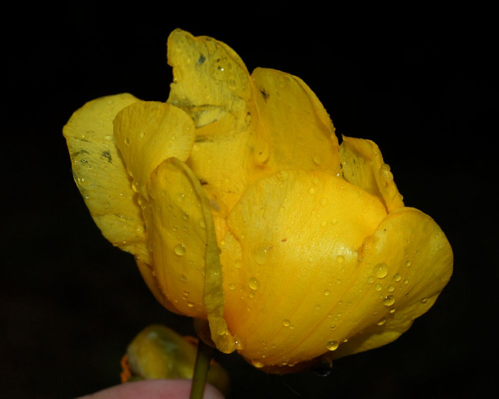 Bixaceae Cochlospermum vitifolium