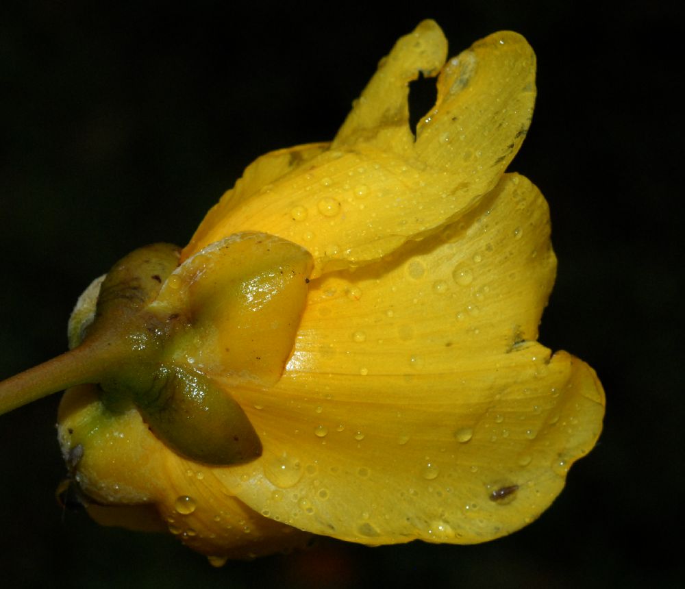 Bixaceae Cochlospermum vitifolium