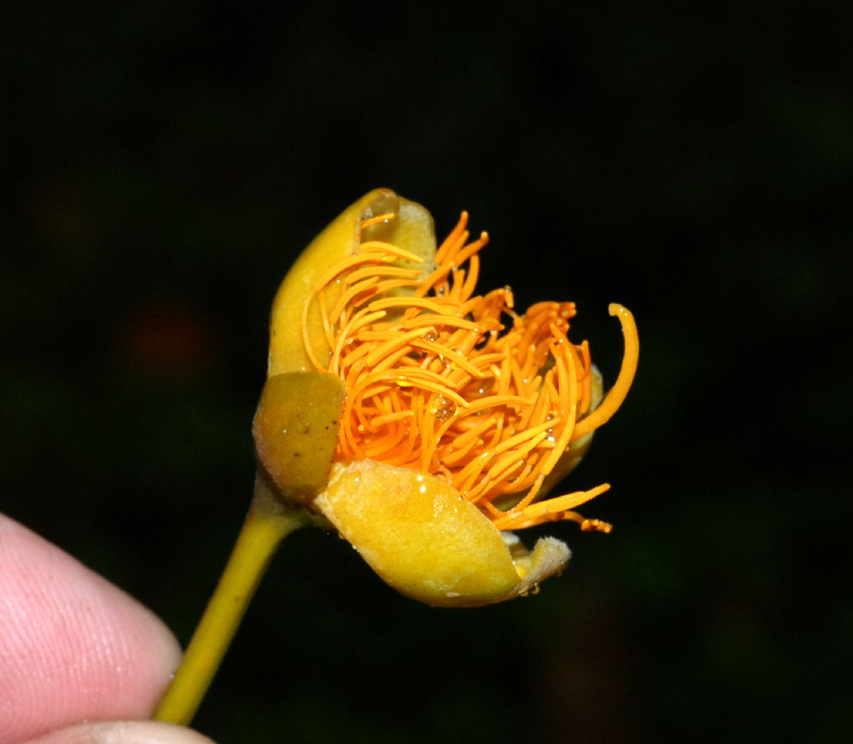 Bixaceae Cochlospermum vitifolium