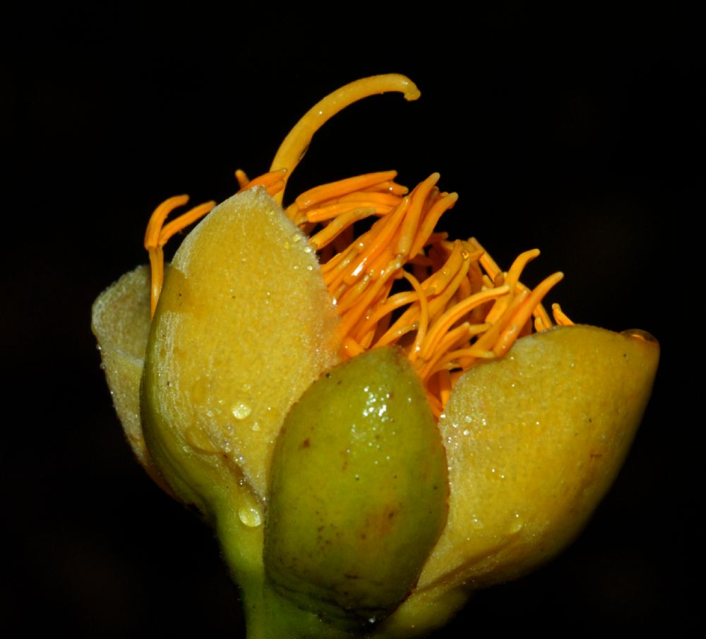 Bixaceae Cochlospermum vitifolium