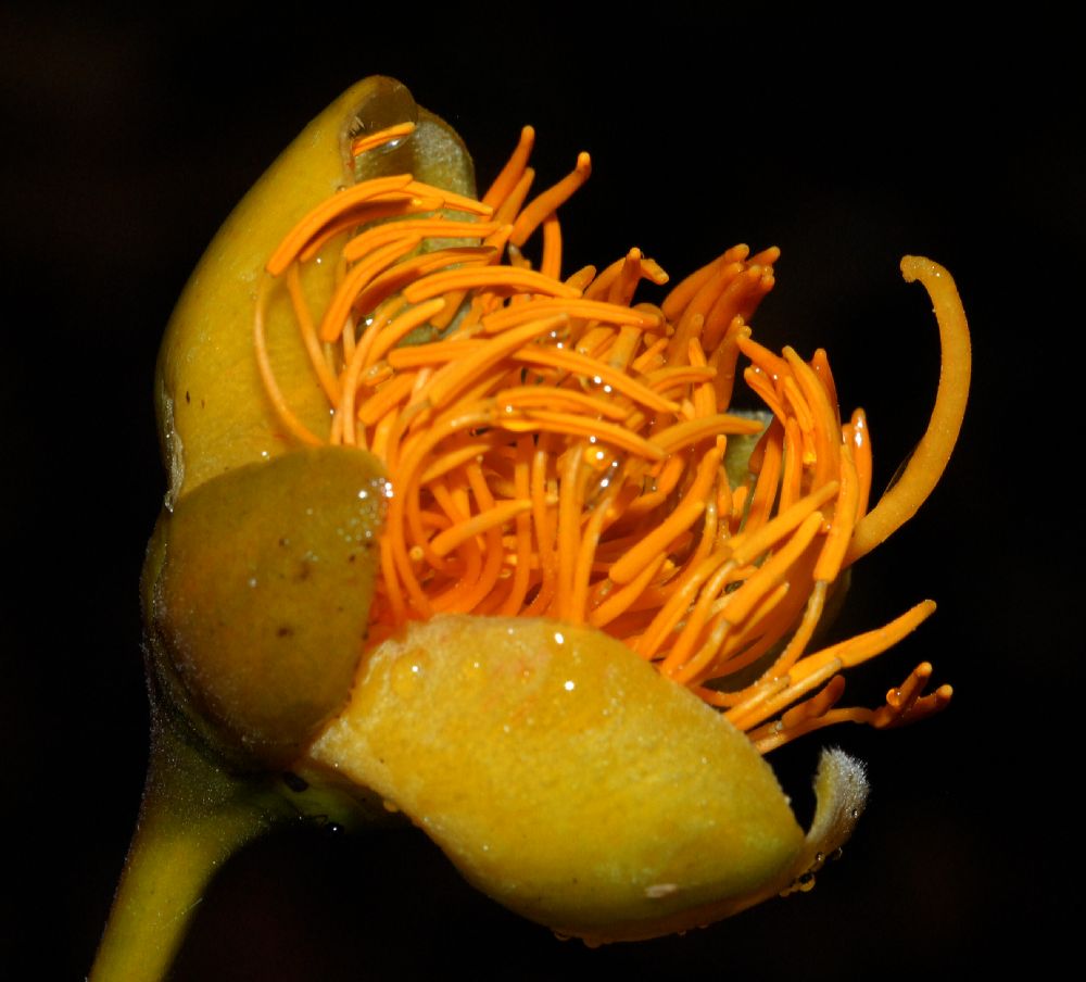 Bixaceae Cochlospermum vitifolium
