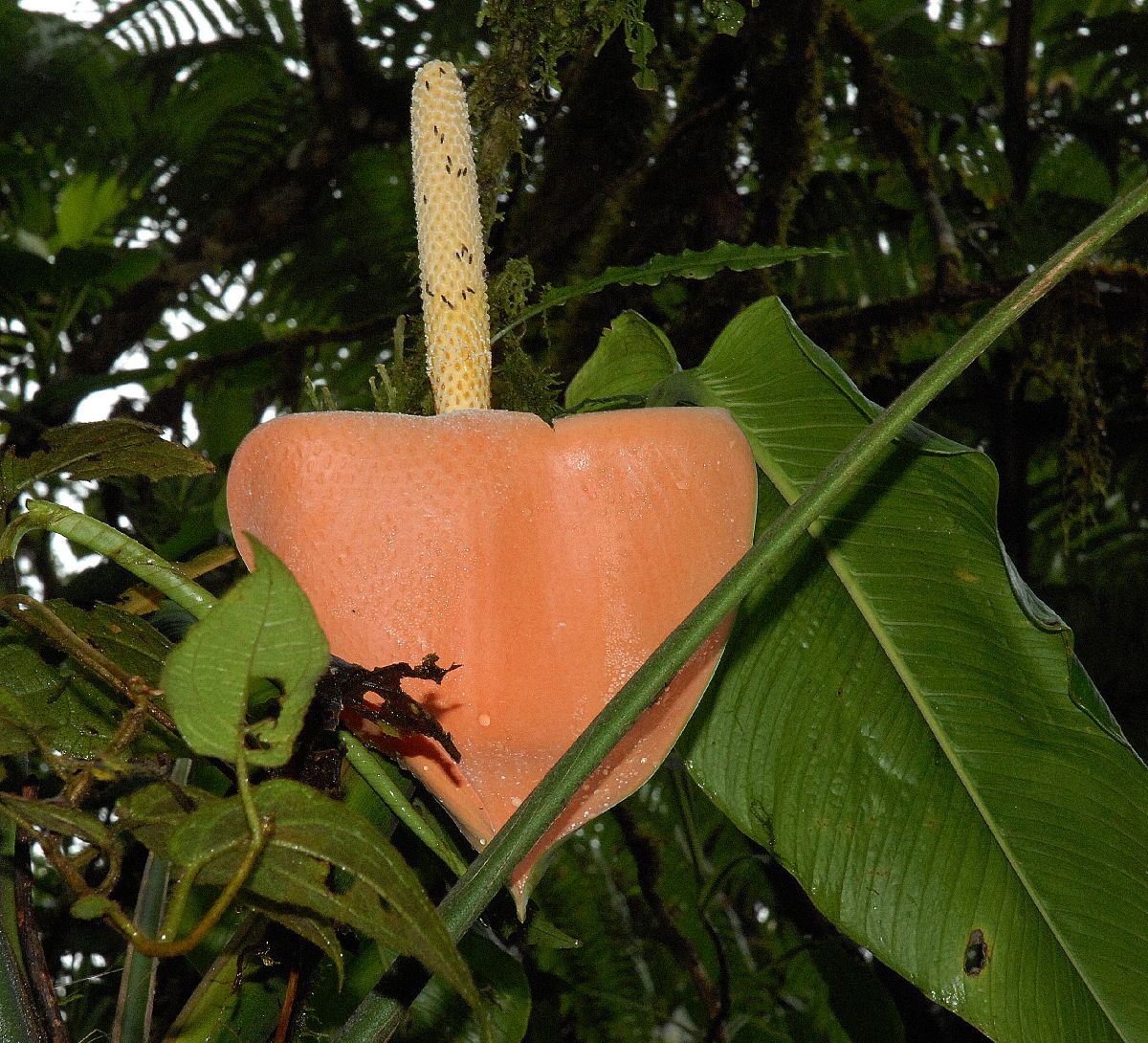 Araceae Stenospermation 