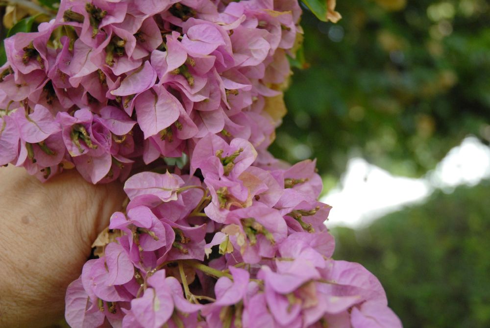 Nyctaginaceae Bougainvillea arborea