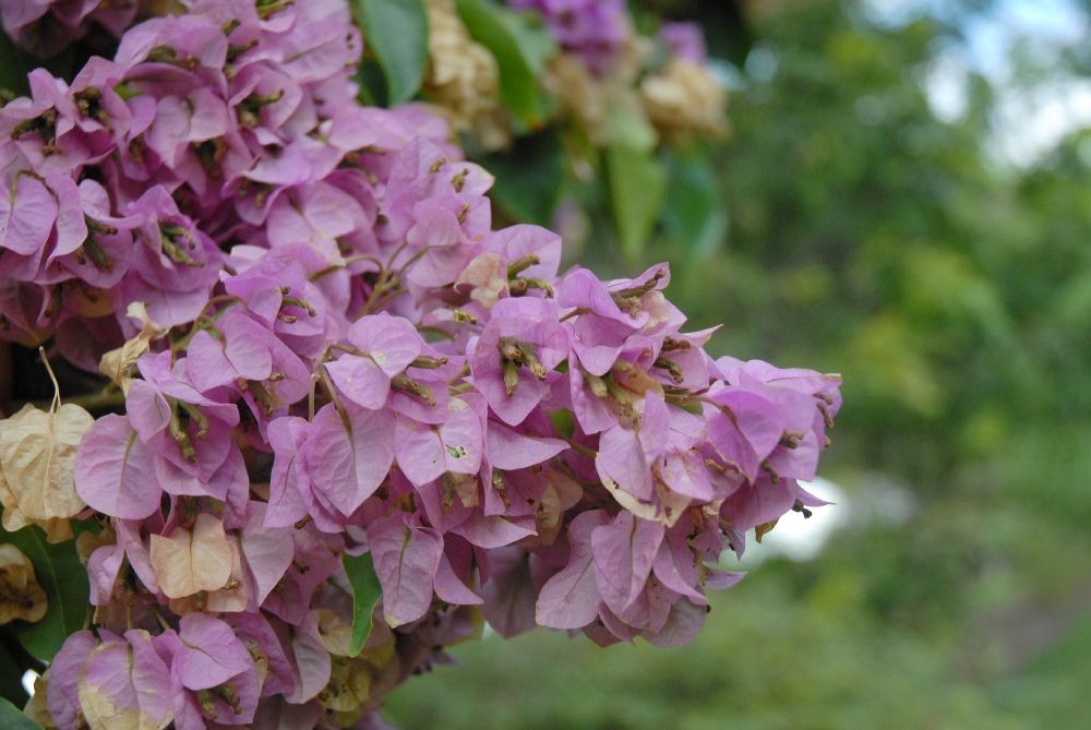Nyctaginaceae Bougainvillea arborea