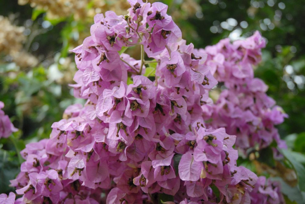 Nyctaginaceae Bougainvillea arborea