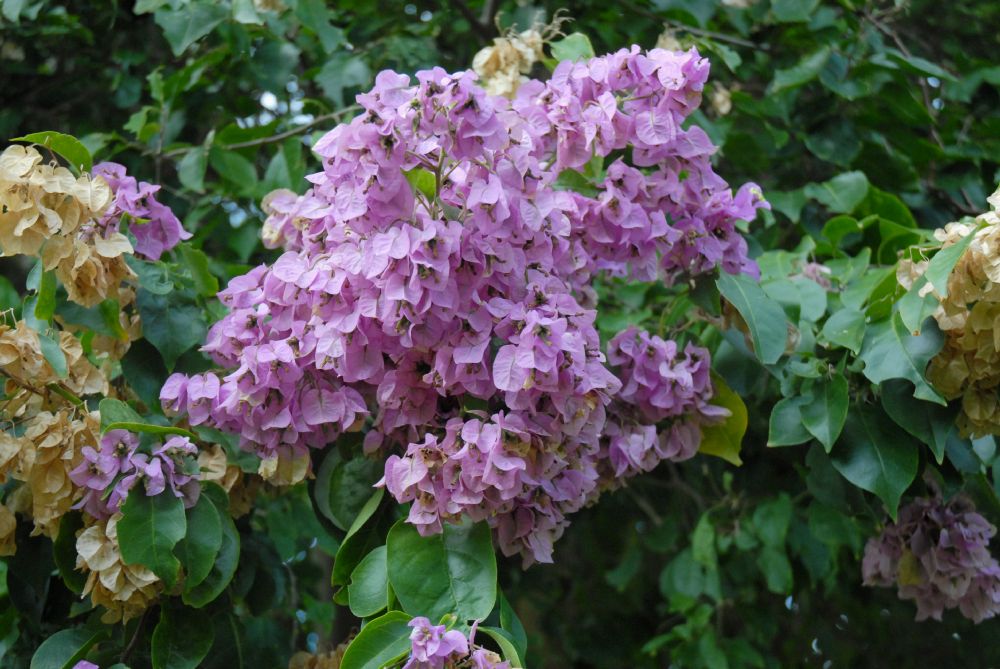 Nyctaginaceae Bougainvillea arborea