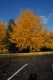 image of Ginkgo biloba