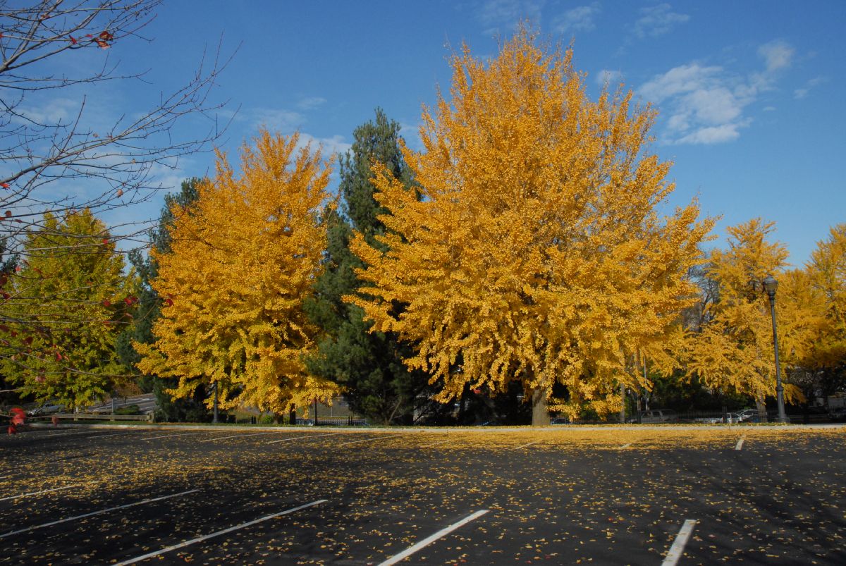 Ginkgoaceae Ginkgo biloba