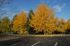 image of Ginkgo biloba