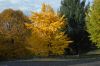 image of Ginkgo biloba
