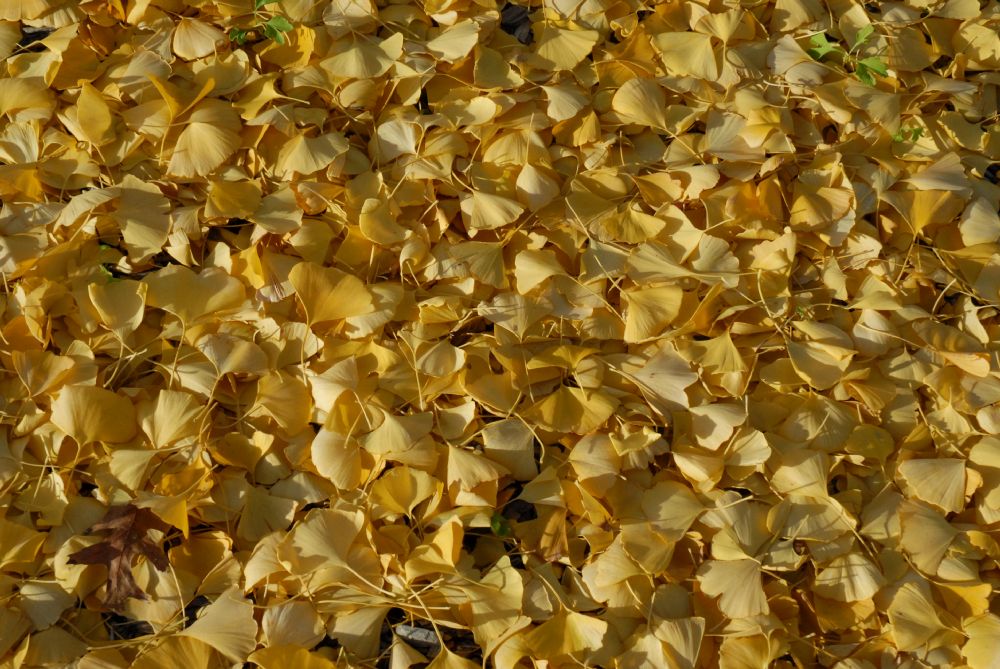 Ginkgoaceae Ginkgo biloba