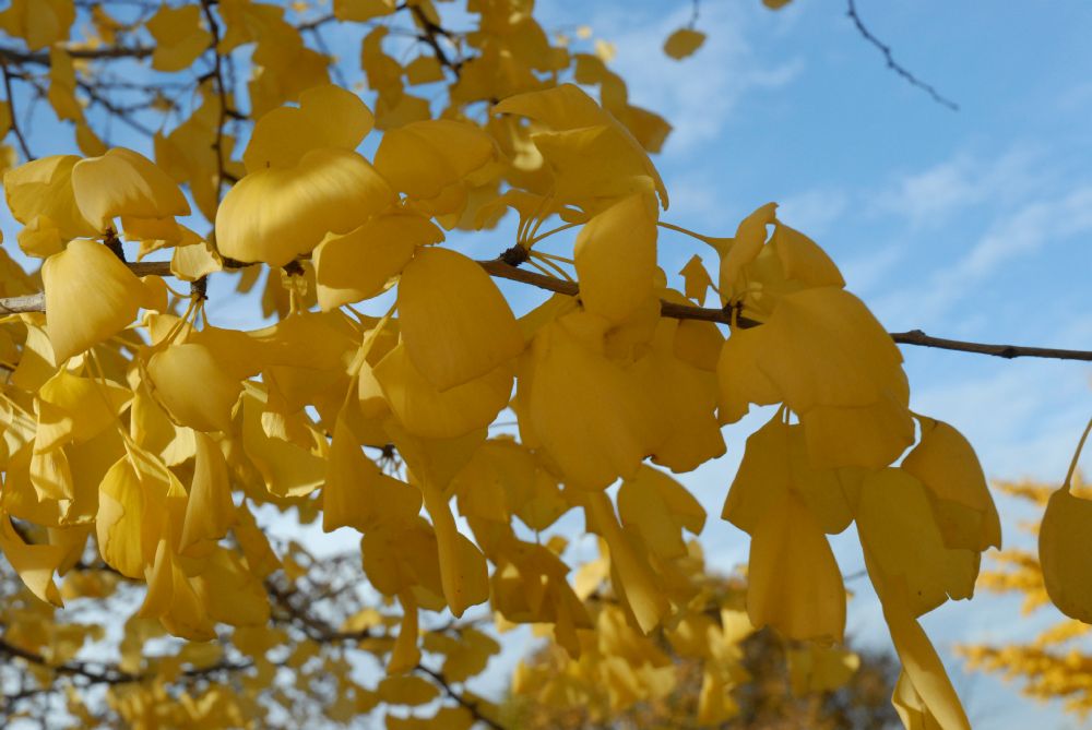Ginkgoaceae Ginkgo biloba