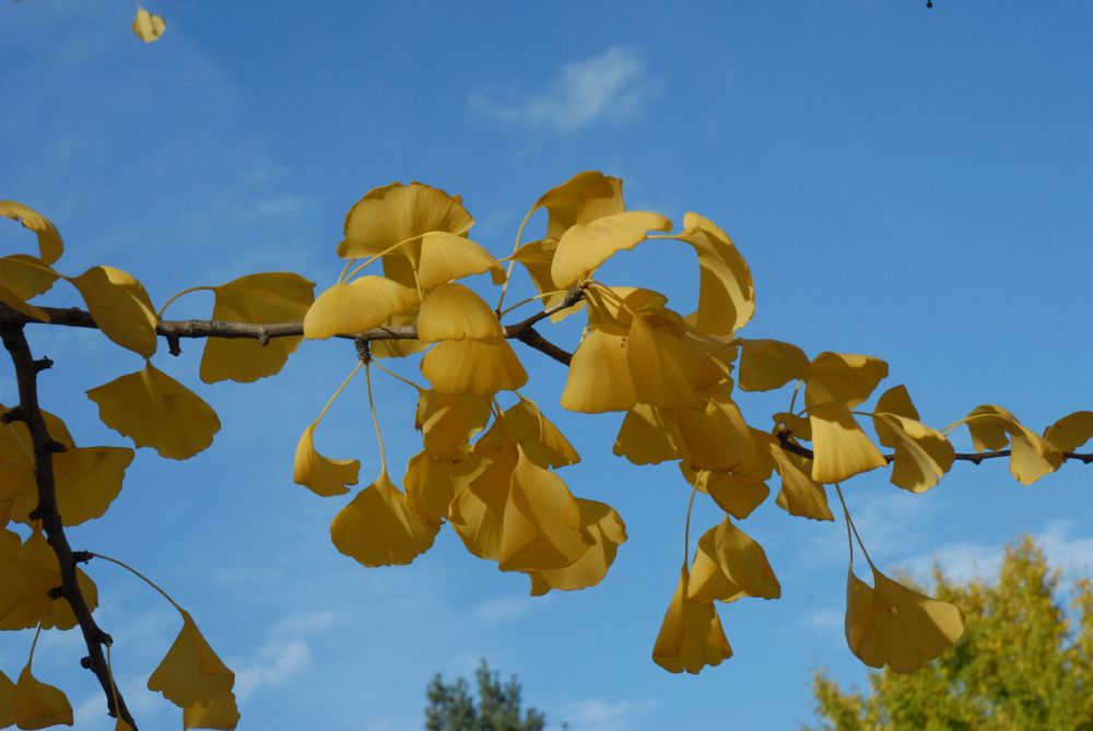 Ginkgoaceae Ginkgo biloba