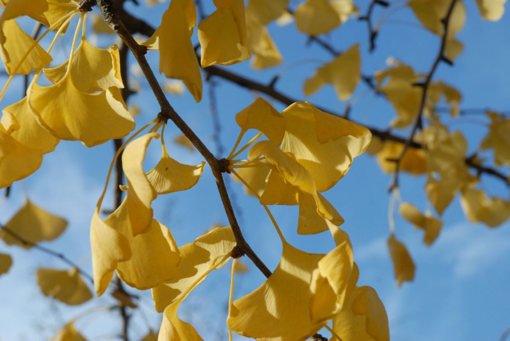 Ginkgoaceae Ginkgo biloba