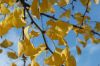image of Ginkgo biloba