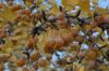 image of Ginkgo biloba