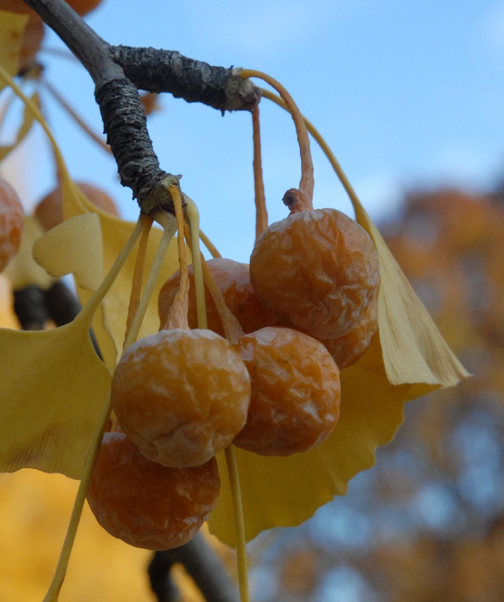Ginkgoaceae Ginkgo biloba