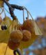 image of Ginkgo biloba