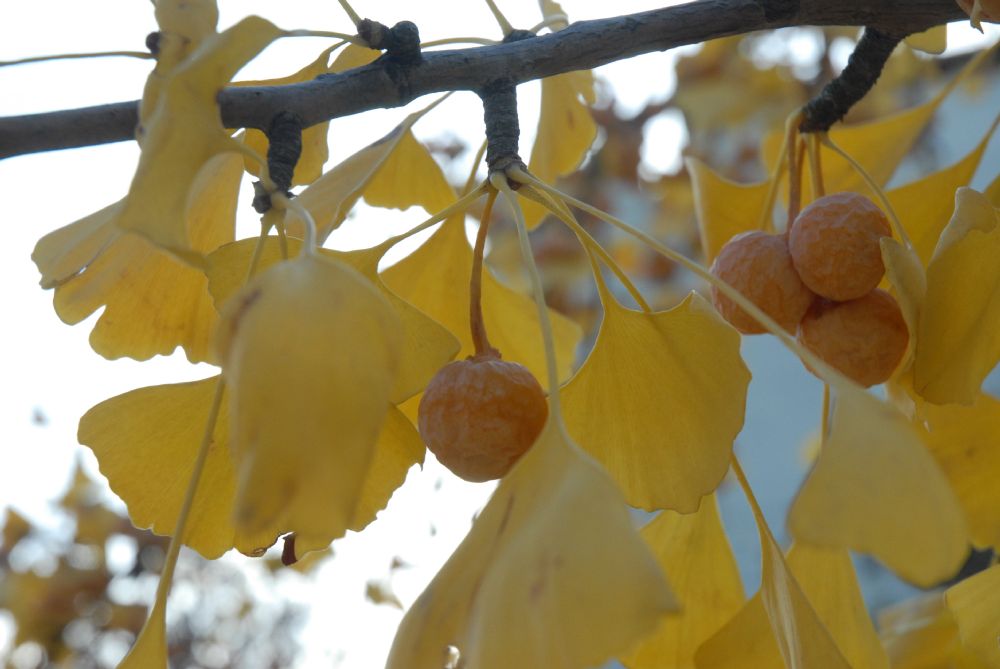 Ginkgoaceae Ginkgo biloba