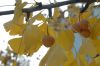 image of Ginkgo biloba