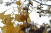 image of Ginkgo biloba