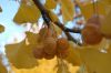 image of Ginkgo biloba