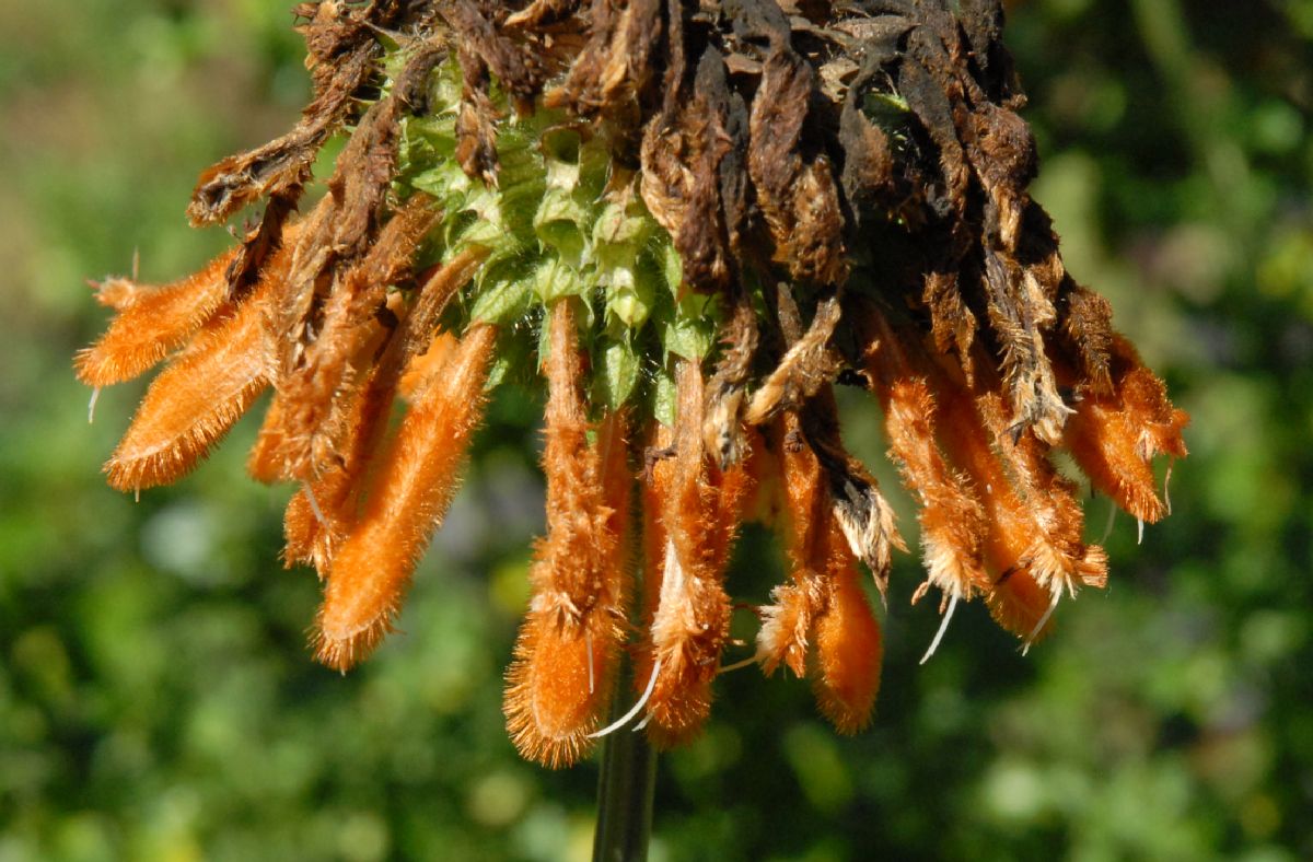 Verbenaceae Aloysia virgata