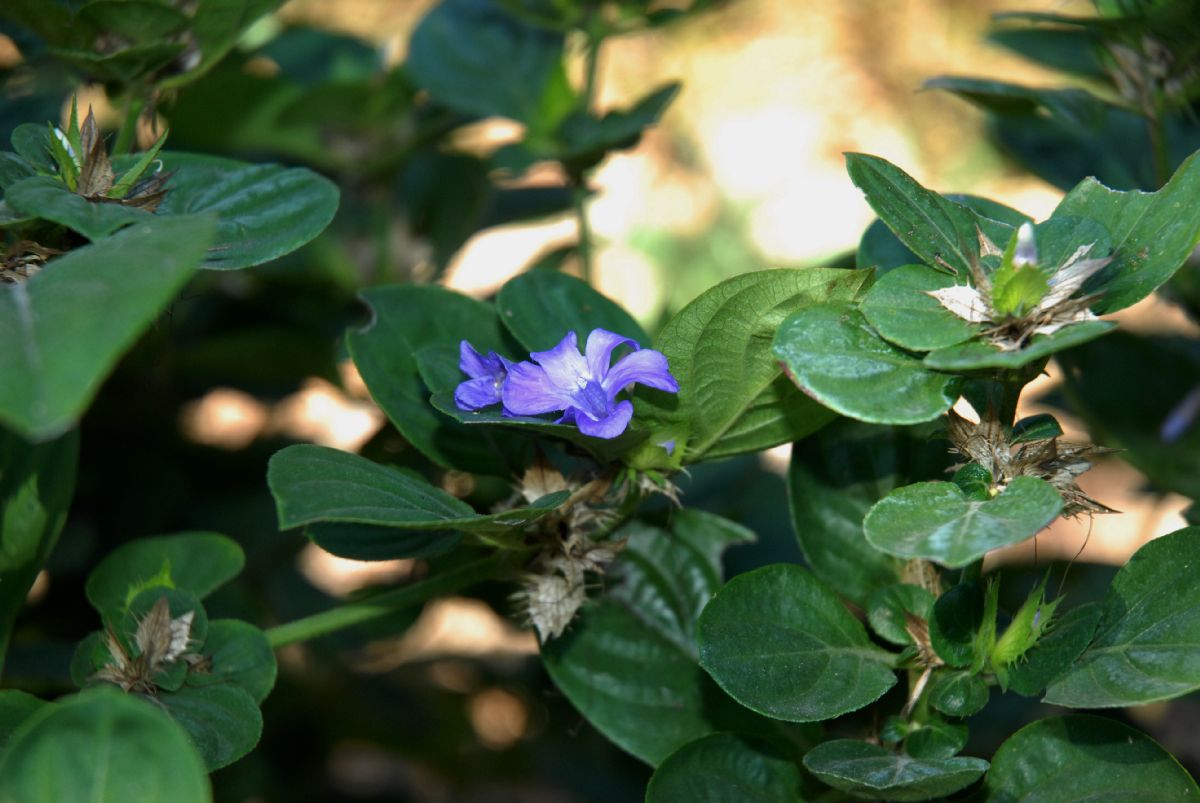 Acanthaceae Barleria cristata