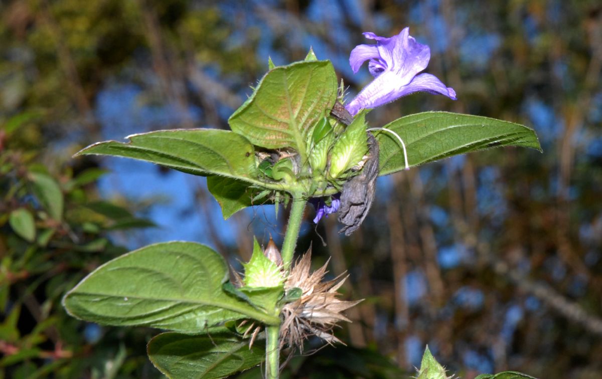 Acanthaceae Barleria cristata