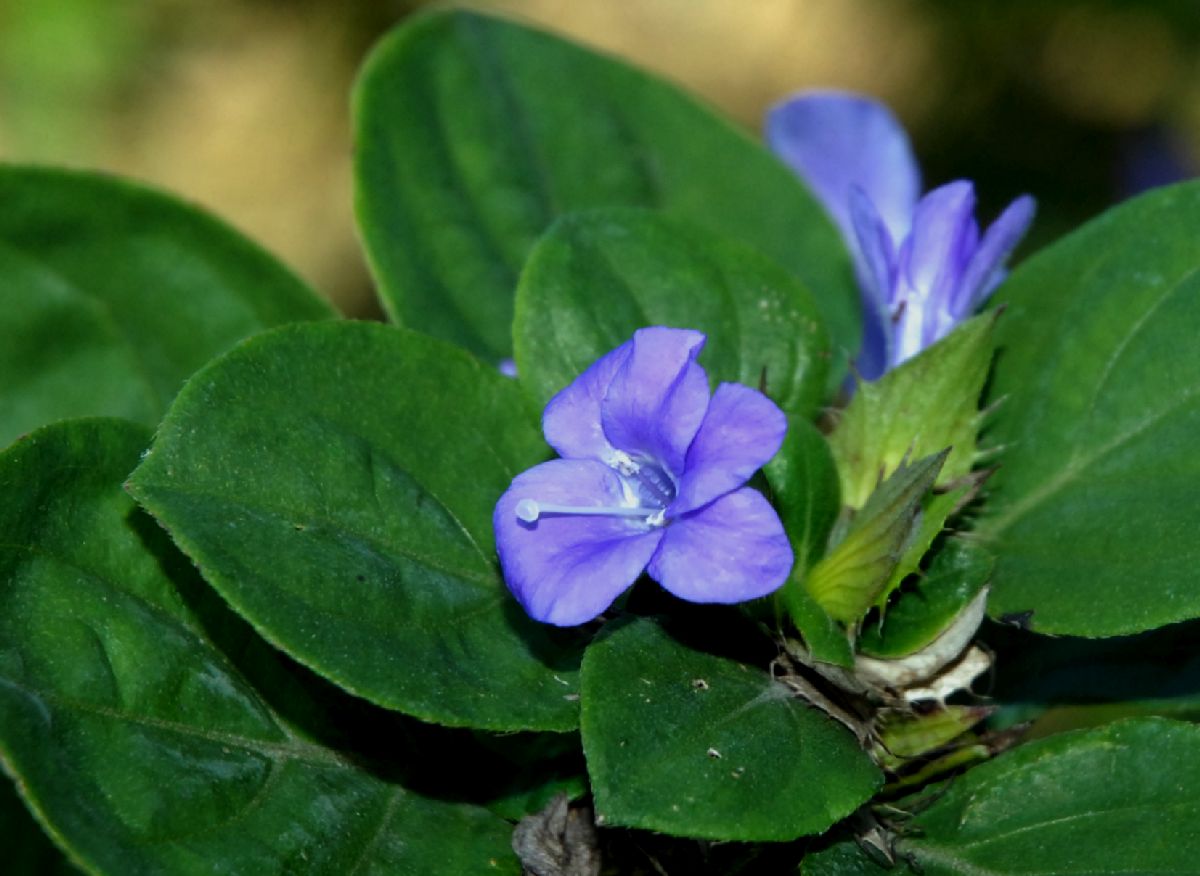 Acanthaceae Barleria cristata