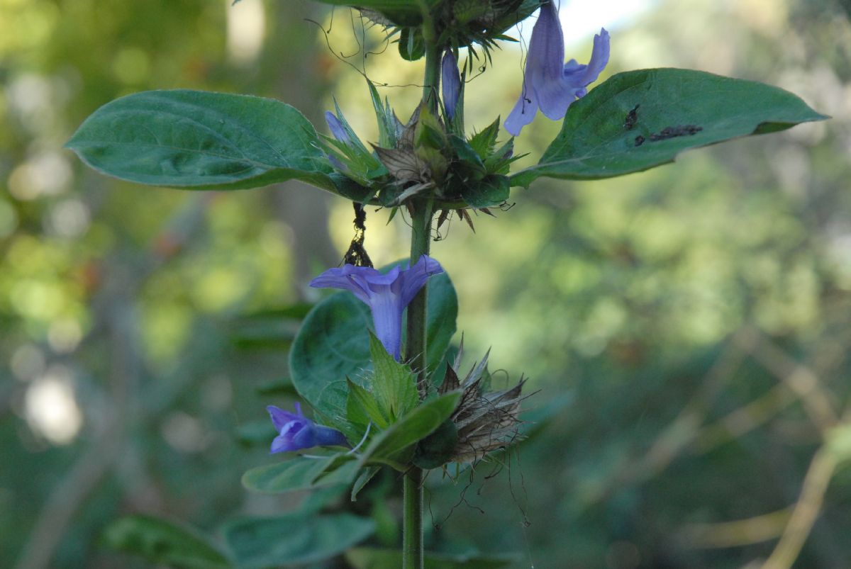 Acanthaceae Barleria cristata