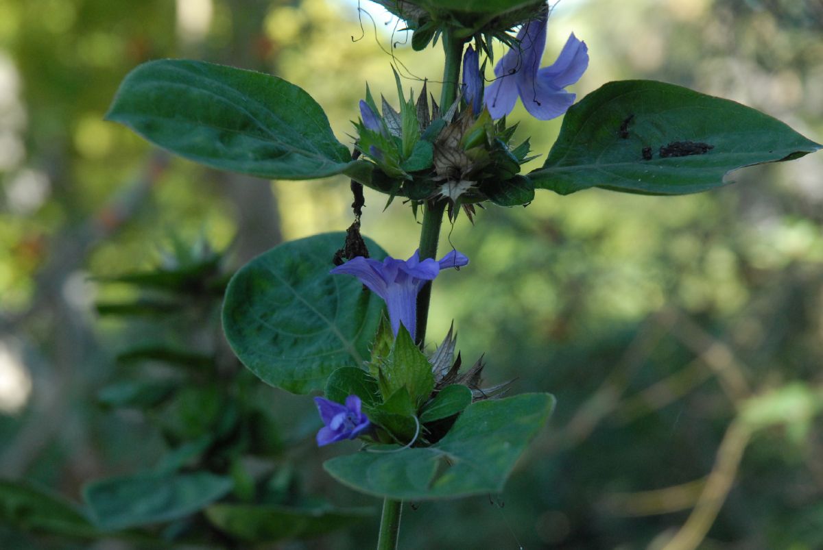 Acanthaceae Barleria cristata