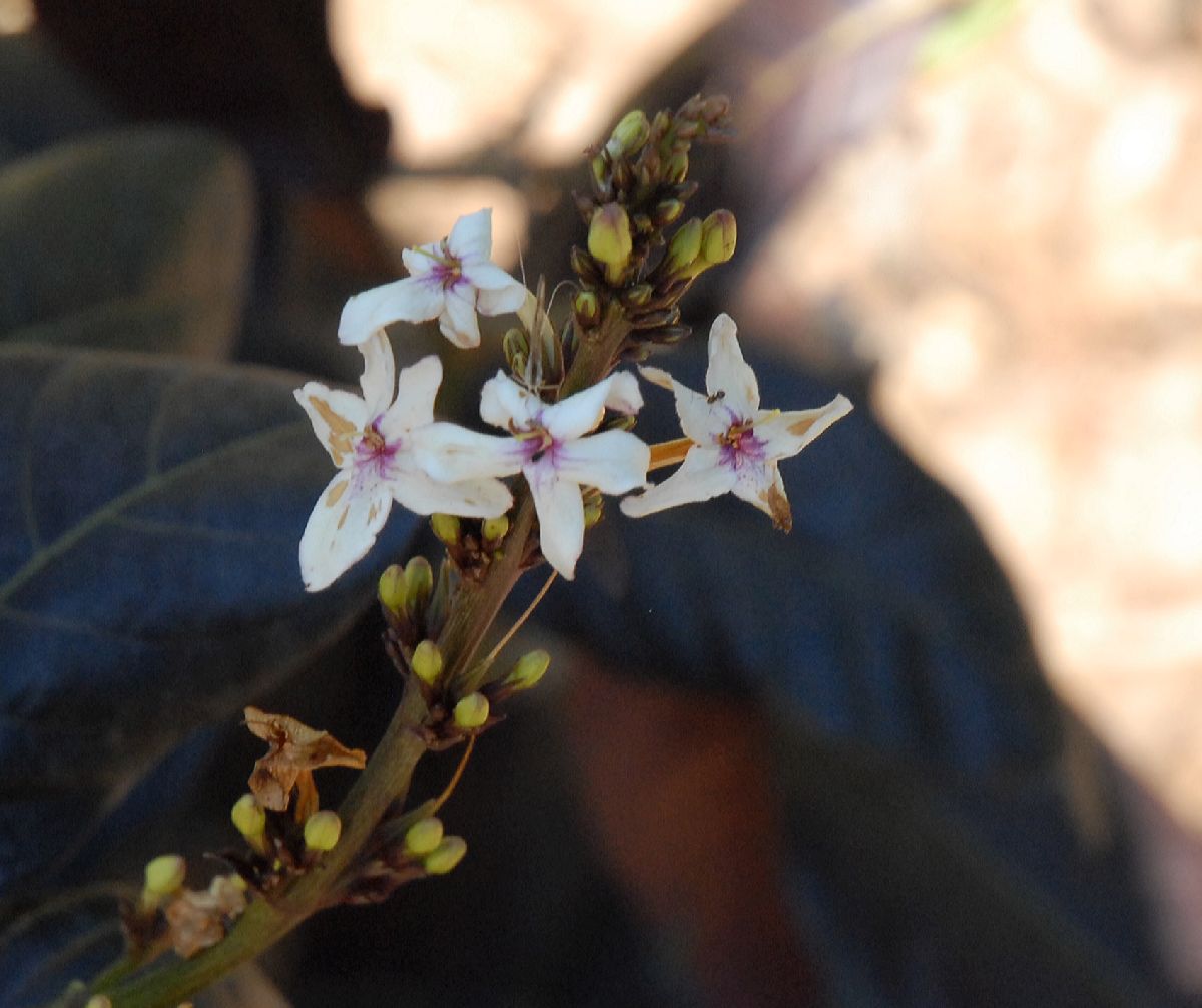 Acanthaceae Eranthemum nigrum
