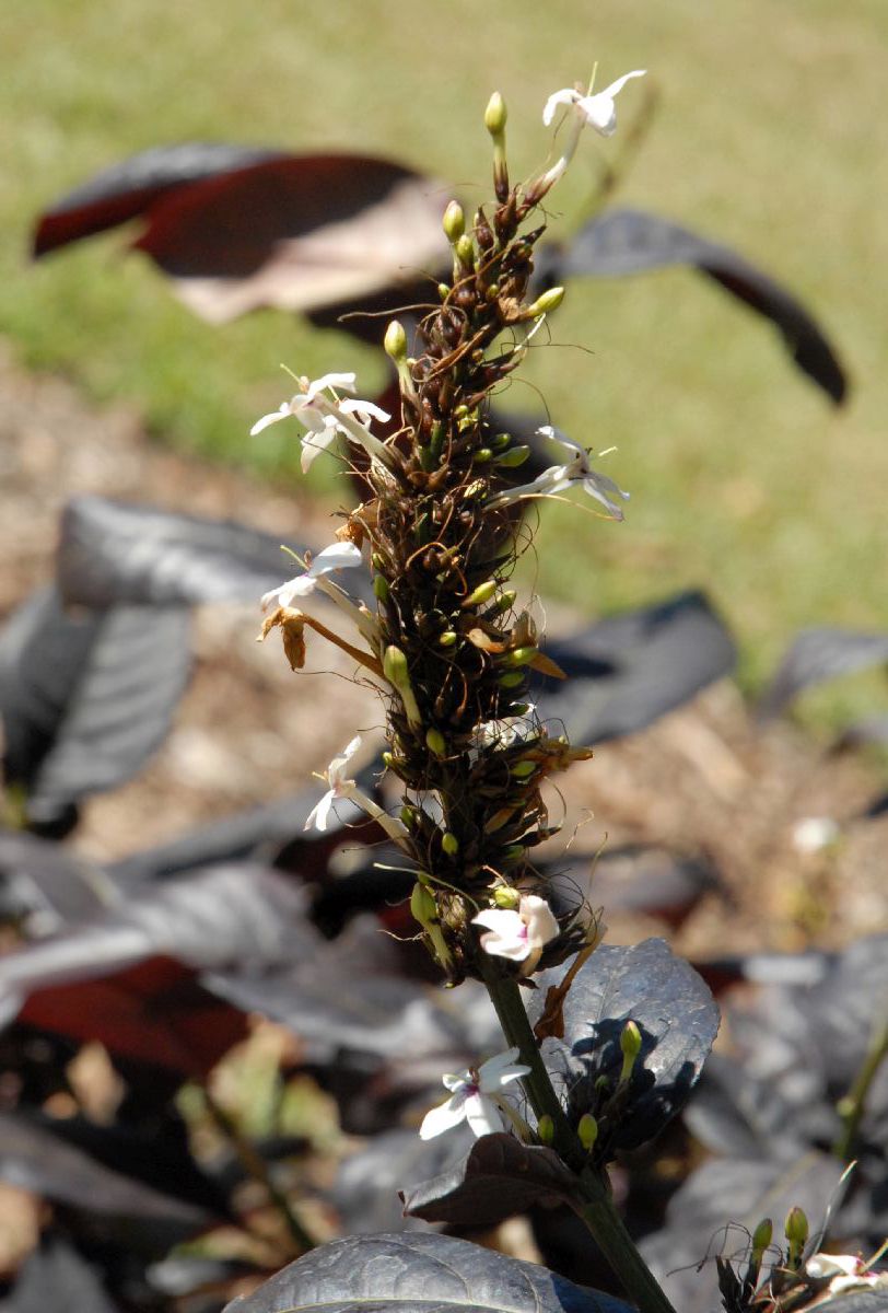 Acanthaceae Eranthemum nigrum