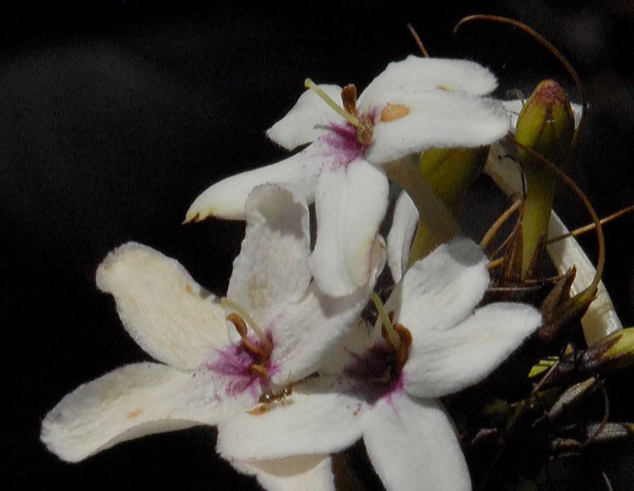 Acanthaceae Eranthemum nigrum