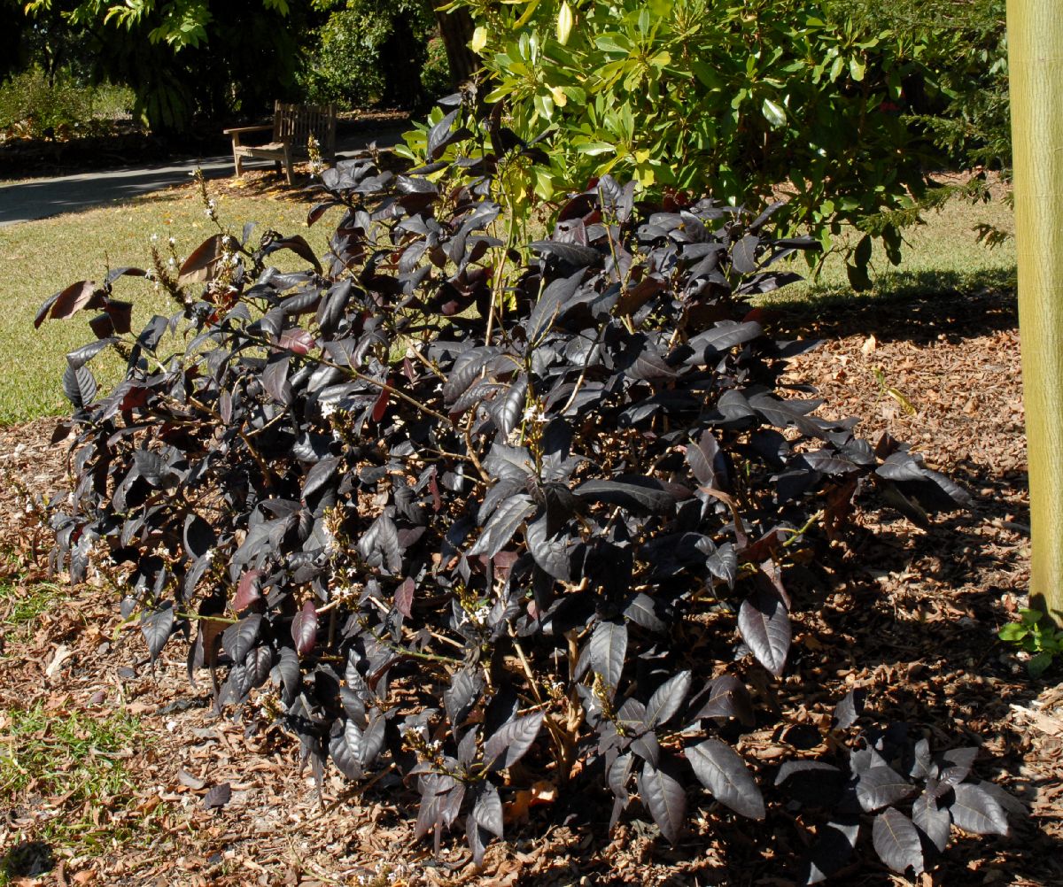Acanthaceae Eranthemum nigrum