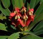 image of Euphorbia gymnonota