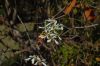 image of Euphorbia leucocephala
