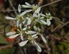 image of Euphorbia leucocephala