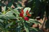 image of Euphorbia punicea