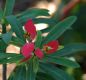image of Euphorbia punicea