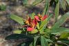 image of Euphorbia punicea