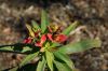 image of Euphorbia punicea