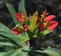image of Euphorbia punicea