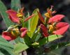 image of Euphorbia punicea