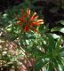 image of Leonotis leonurus