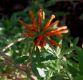 image of Leonotis leonurus