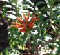 image of Leonotis leonurus