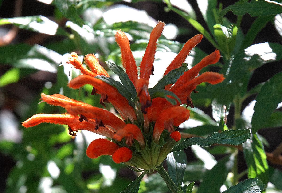 Lamiaceae Leonotis leonurus