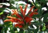 image of Leonotis leonurus